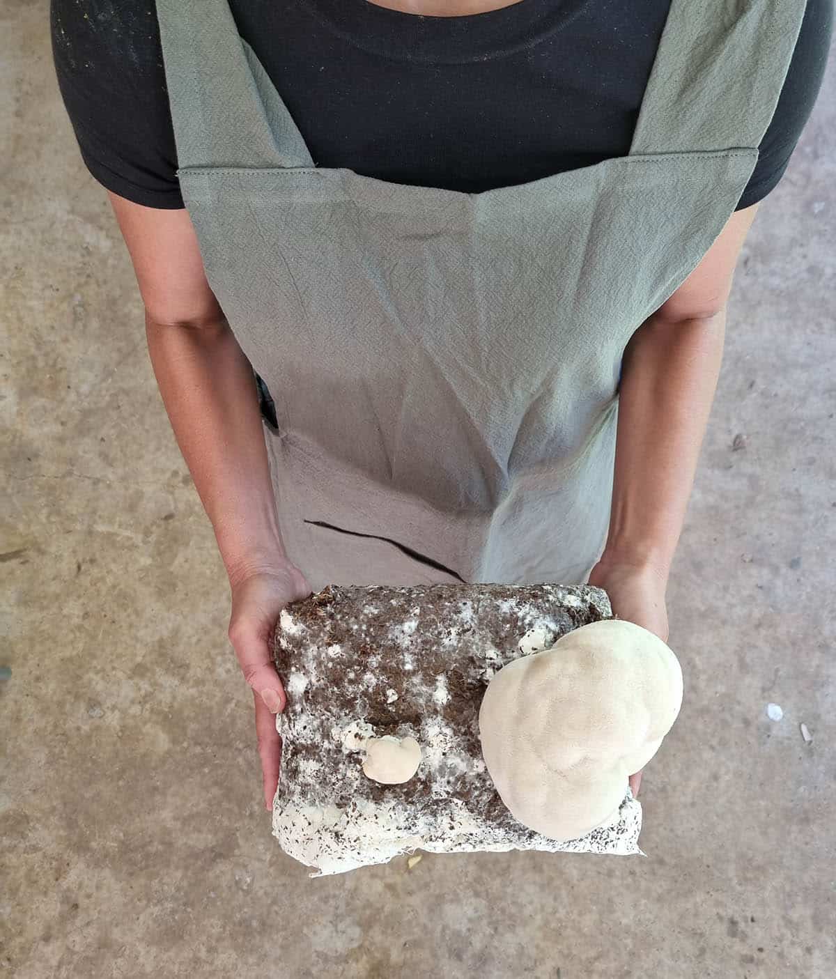 Groundbreaking Research Confirms: Mycelium Matters