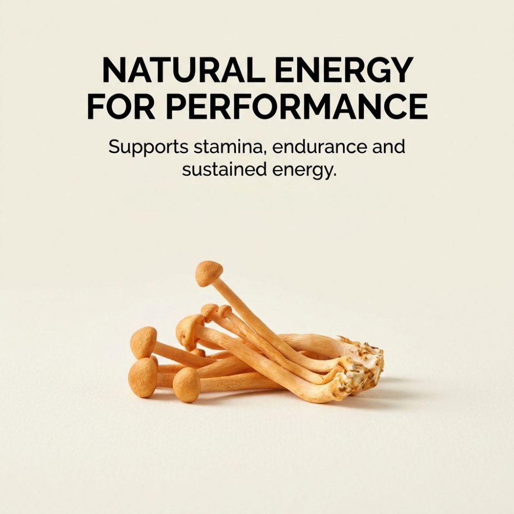 Australian Grown Cordyceps Mushroom